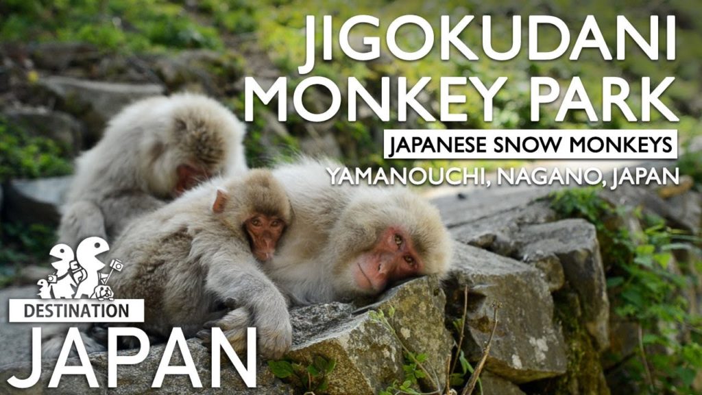 Jigokudani Monkey Park (Snow Monkeys) in Yamanouchi, Nagano, Japan Jigokudani Monkey Park (Snow Monkeys) in Yamanouchi, Nagano, Japan