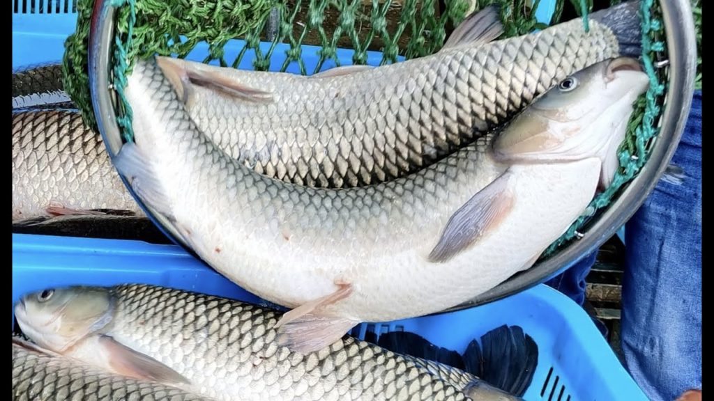 Spiced Sauce Fried Fish/ 五香爆魚 炸魚 – Street Food China Spiced Sauce Fried Fish/ 五香爆魚 炸魚 - Street Food China