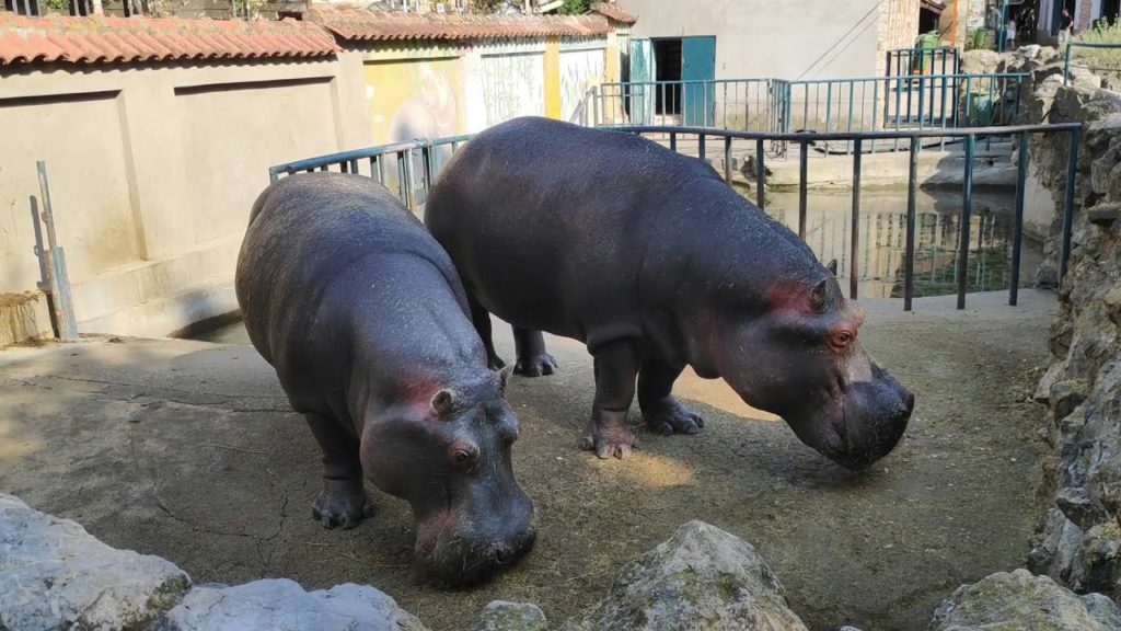 Belgrade ZOO - Elephant, Giraffe, Camel