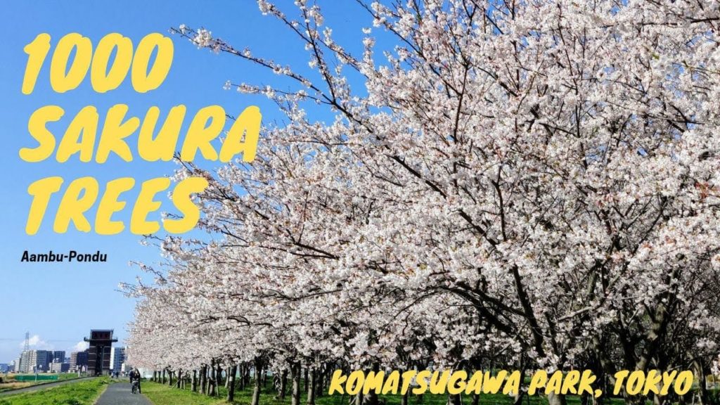 1000 Sakura at  Komatsugawa Park | Sakura, Spring in Japan | Malayalam Vlog Japan