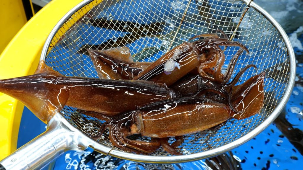 강릉에서 잡은 싱싱한 산 오징어 커팅 작업/Live Squid Sashimi/Korean Street food