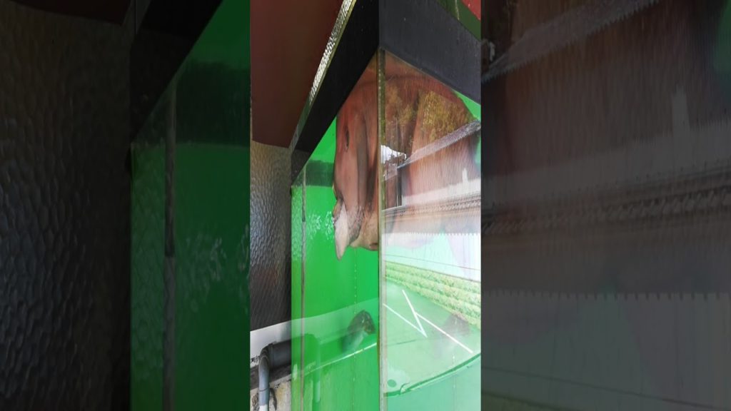 海辺散歩とコブダイ（広島県福山市）Seaside walk and Asian sheepshead wrasse #shorts / Japan / Online travel