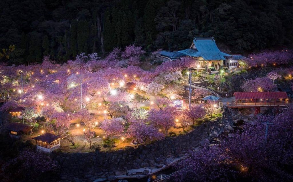 Located in a valley surrounded by mountains  the double-flowered cherry trees th...