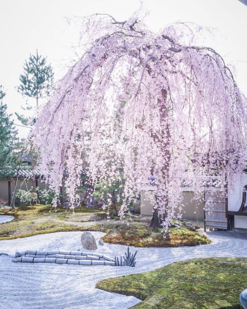 The weeping cherry tree, known as shidare-zakura, is one of the many stunning na...