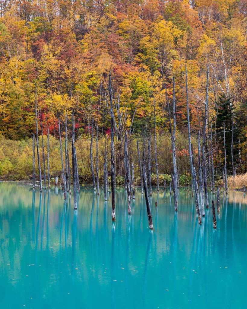 The Blue Pond in Biei, Hokkaido, has captured photographers and visitors ever si...