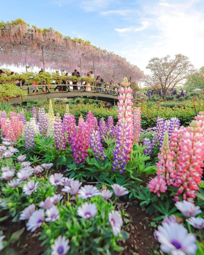 The Ashikaga Flower Park is glorious at this time of year! The park is famous fo...