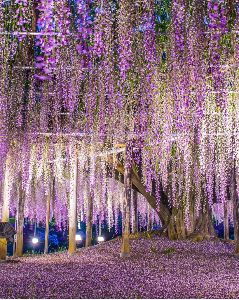 Be transported into another world with this whimsical wisteria tree! Set in Ashi...