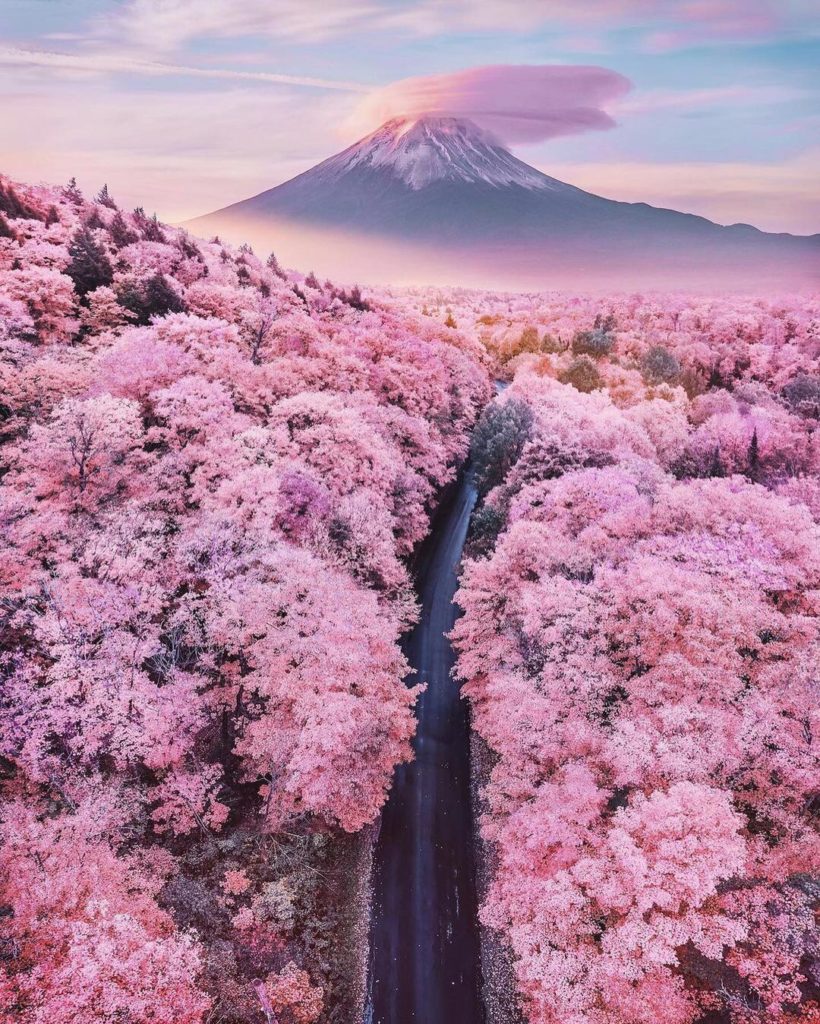 If you had to pick just one of Japan’s Spring flowers, which color flower would ...