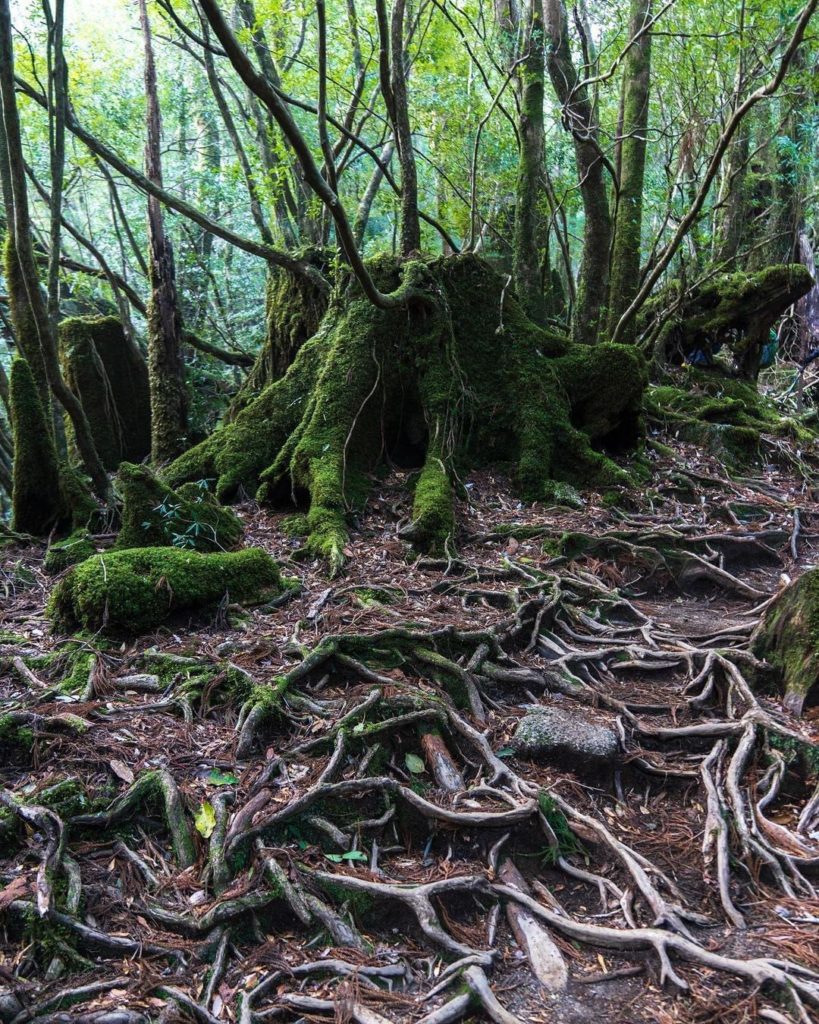 Visit Japan: Would you like to explore this beautiful and mysterious forest?
Yakushima Island… Would you like to explore this beautiful and mysterious forest?
Yakushima Island...