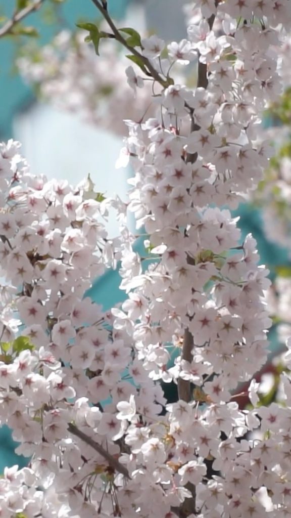 5 May, 2021 

Join Daum from the Tokyo 2020 team to explore beautiful spring wea...