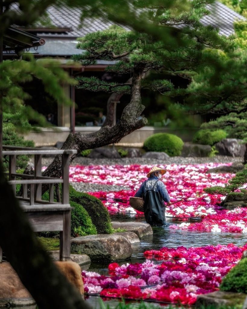 Peony season at Yuushien Garden in Shimane Prefecture is a colorful delight! 
: ...
