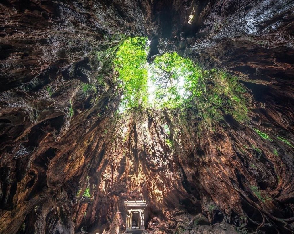 .
Mysterious Wilson’s stump.
Don't you feel energized?
#PicturePerfectMay  神秘的な ...