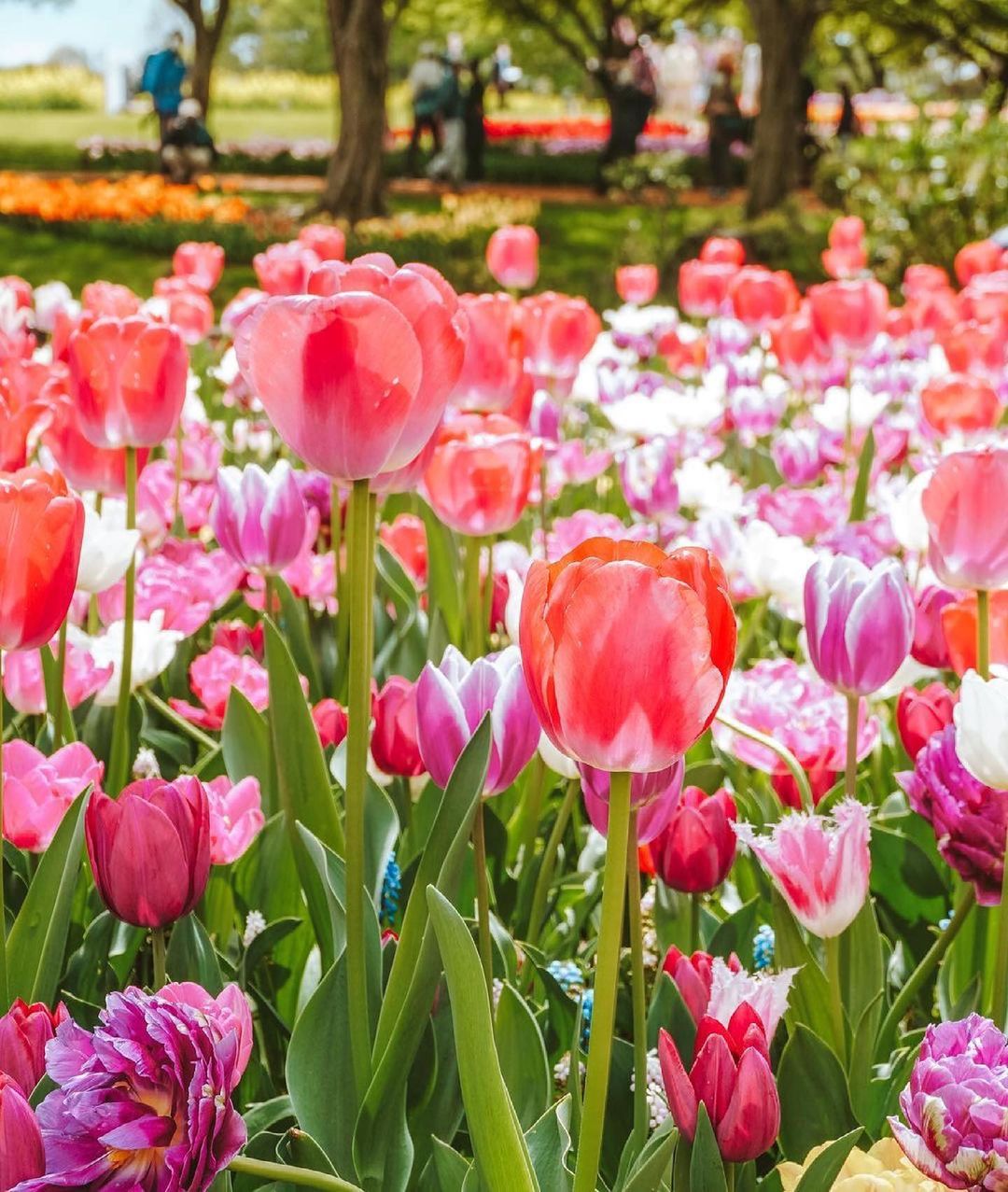 visit-japan-flower-power-at-showa-memorial-park-in-tokyo-with-over