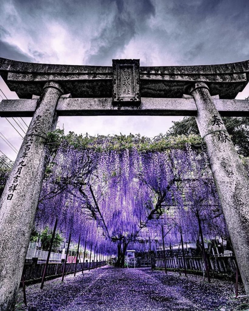 The wisteria blooms of Fujiyama Shrine in Nagasaki are renowned and feature a mo...