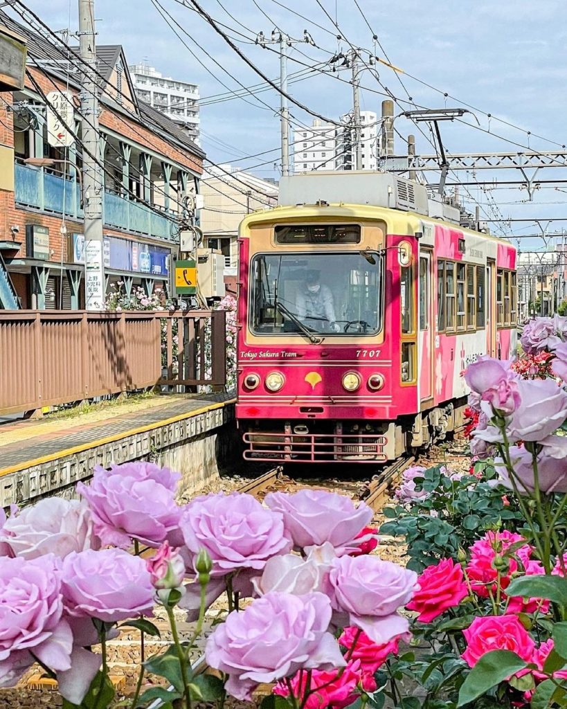 Everything's coming up roses!  This is the Tokyo Sakura Tram (Arakawa Line), and...