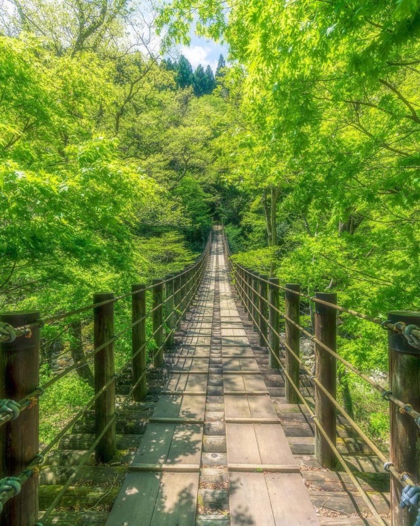 Bridge through a valley of fresh green leaves
This superb shot showcases the fre...
