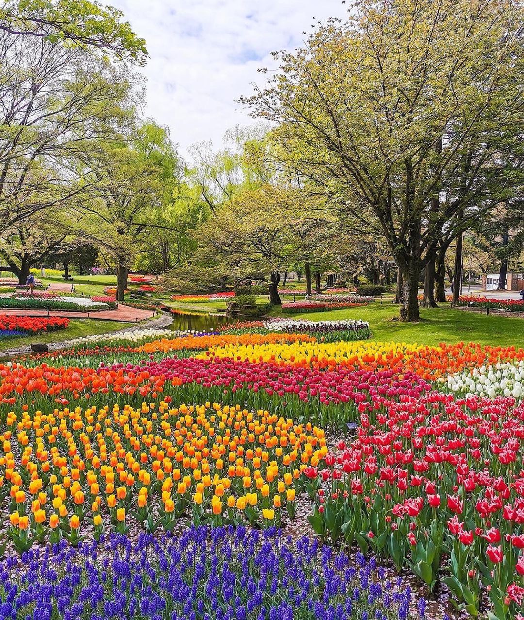 Visit Japan: Flower power at Showa Memorial Park in Tokyo! With over ...