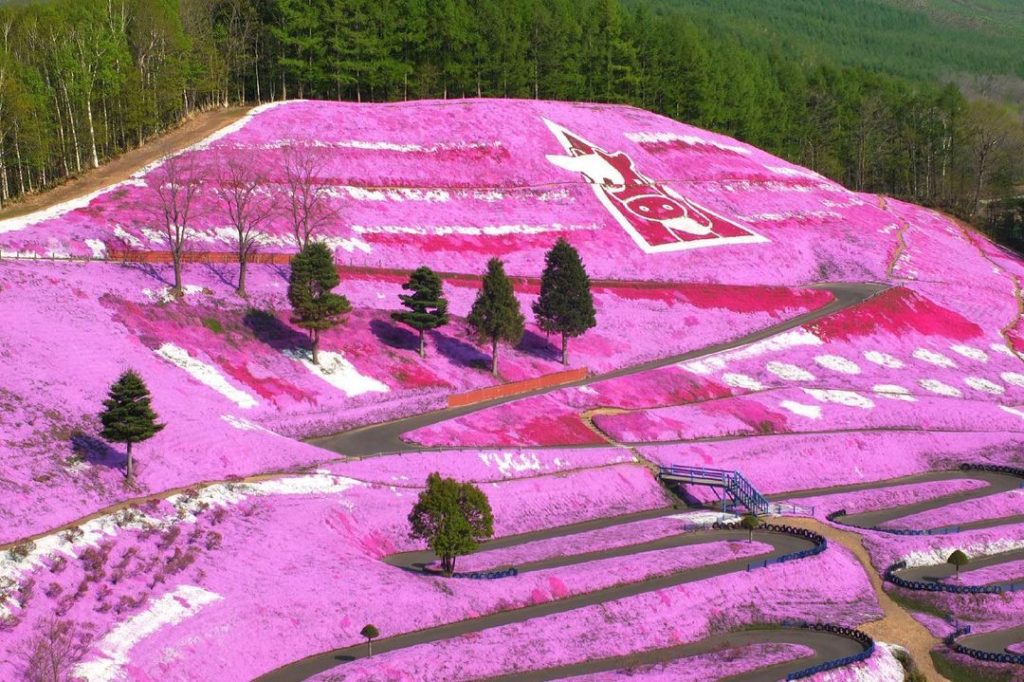 Visit Japan: Pink as far as the eye can see! From May to early June, the grounds of Higashimo… Pink as far as the eye can see! From May to early June, the grounds of Higashimo...