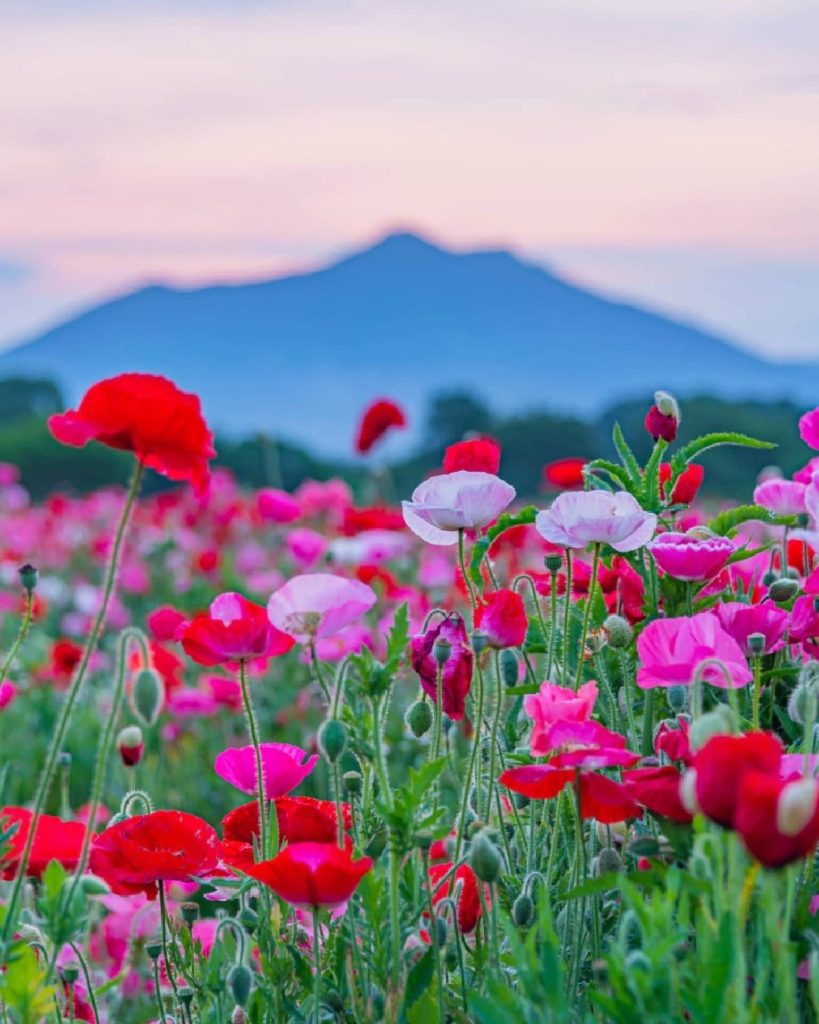 Japan Travel: Each year during the month of May, Ibaraki’s Kokaigawa Fureai Park comes alive w… Each year during the month of May, Ibaraki's Kokaigawa Fureai Park comes alive w...