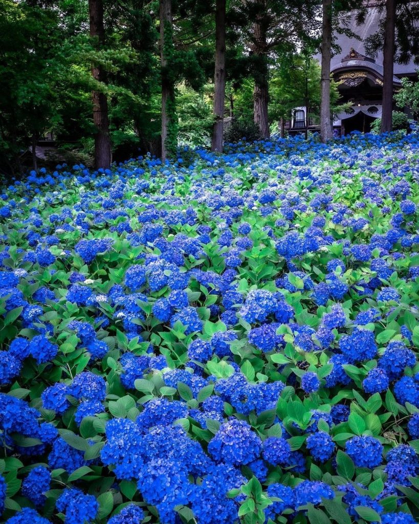 Japan Travel: A sea of blue, right here on land! The hydrangeas at Akita’s Unshoji Temple we… A sea of blue, right here on land! The hydrangeas at Akita's Unshoji Temple we...