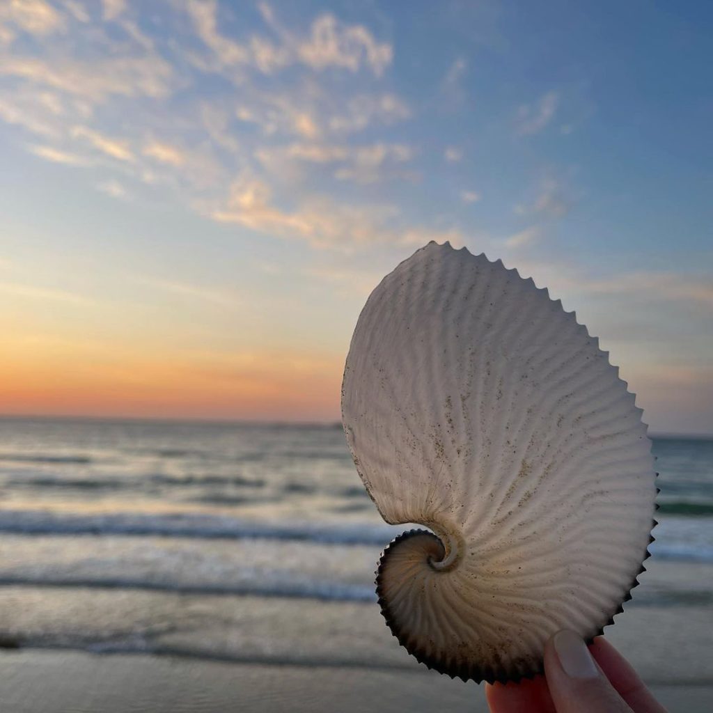 This rare argonaut shell was spotted at one of Itoshima Peninsula's pristine bea...