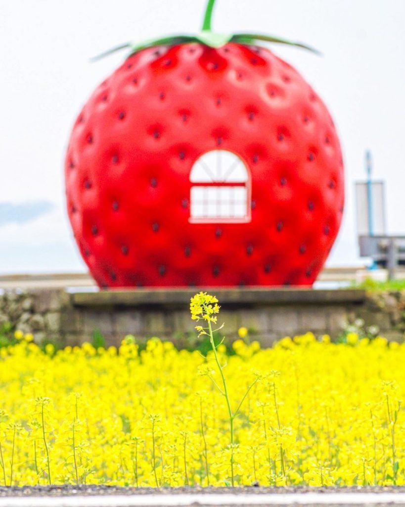 Visit Japan: Have you ever seen a cuter bus stop? This yellow canola blossom is growing up in… Have you ever seen a cuter bus stop? This yellow canola blossom is growing up in...