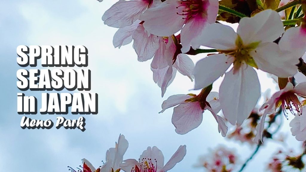 SPRING SEASON IN JAPAN | UENO PARK