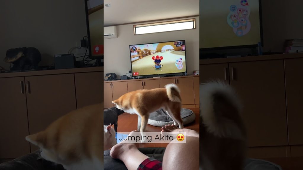 Jumping Akita so cute!