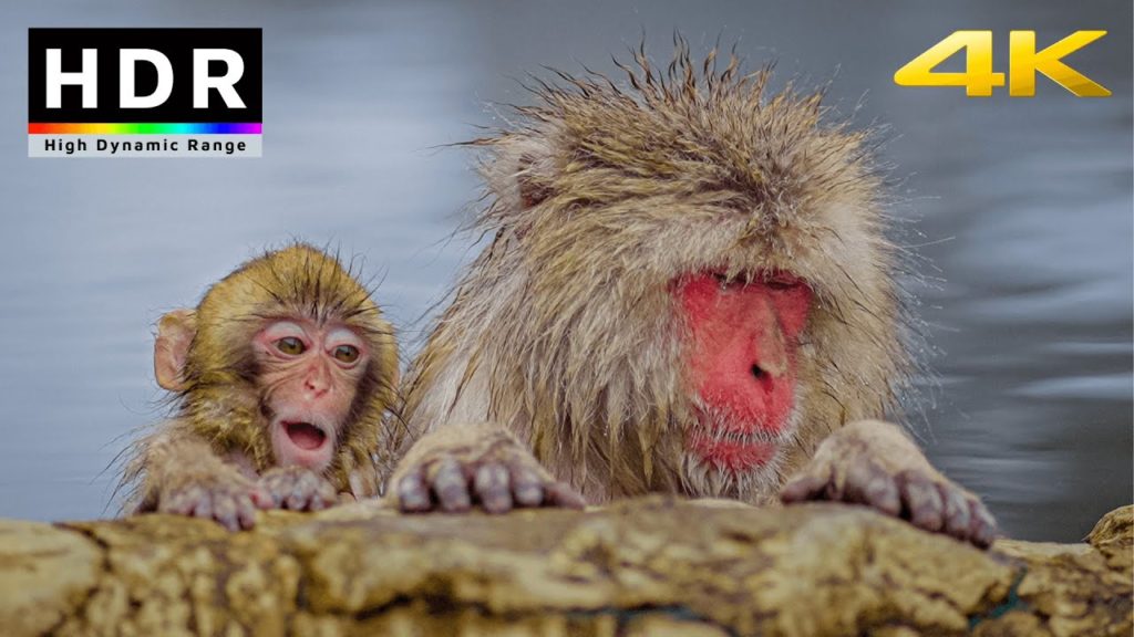 【4K HDR】Snow Monkey Hot Spring – Nagano, Japan 2021 【4K HDR】Snow Monkey Hot Spring - Nagano, Japan 2021