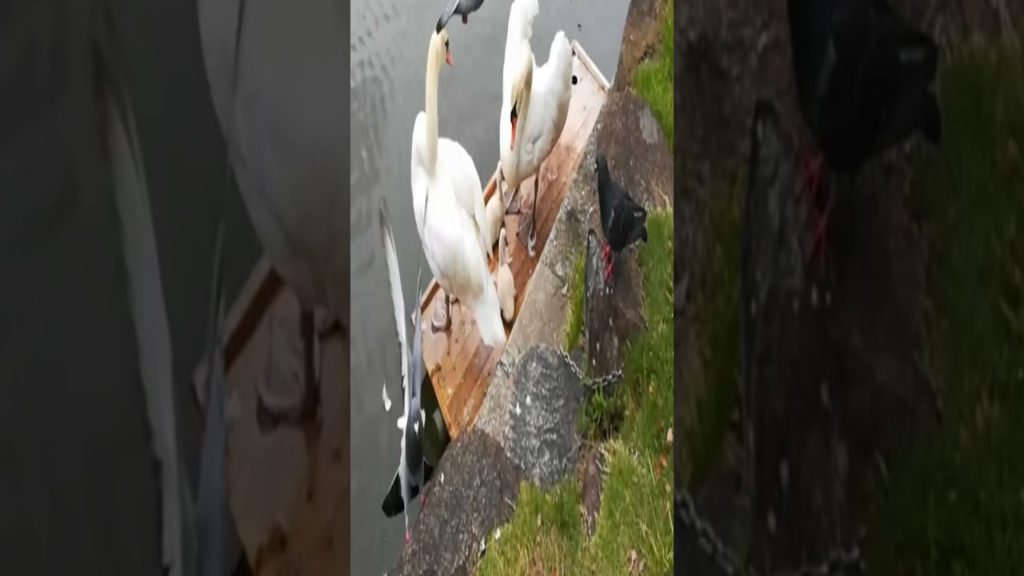 白鳥の親子（広島県福山市）ロング動画あり Swan parents and child #shorts / Japan / Online travel