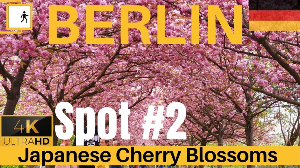 Walking in Berlin【4K】Japanese Cherry Blossoms | Sakura Best Spots in Berlin | Berliner Mauer Weg