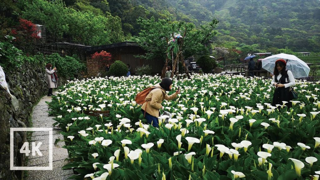 Why many people are taking picture? Taiwan walk asmr built environment field recording 台灣城市散步本地遊天氣