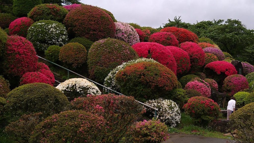 Shinshu Okaya Tsurumine Park, the most famous azalea [4K Japan Walking Around]