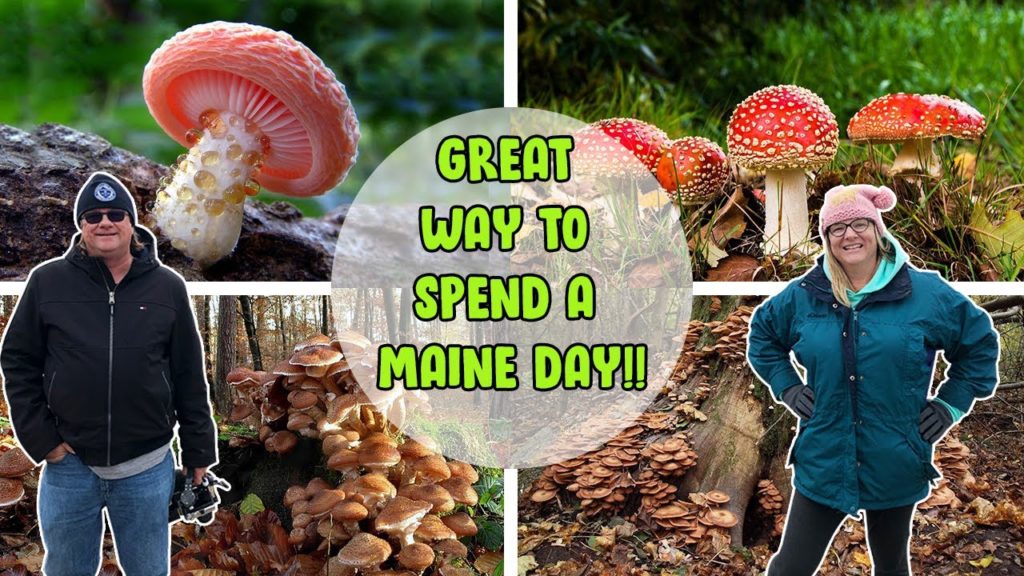 Mushroom Foraging In Maine | Mushroom Course | Travel Vlog During The Pandemic Mushroom Foraging In Maine | Mushroom Course | Travel Vlog During The Pandemic
