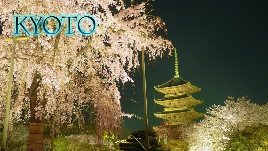 【Cherry blossoms】Yoshino cherry-trees are in full blossom at KYOTO 2021. #4K​ #染井吉野 #桜