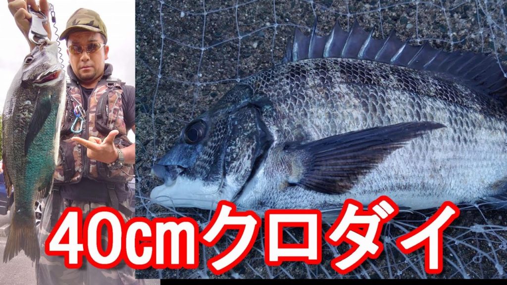 【40センチのクロダイ】浜名湖釣り!ダンゴ釣りでクロダイ(チㇴ)狙い!伊豆に小遠征して釣れず徹夜で釣行Fishing at Lake Hamana in Japan 【40センチのクロダイ】浜名湖釣り!ダンゴ釣りでクロダイ(チㇴ)狙い!伊豆に小遠征して釣れず徹夜で釣行Fishing at Lake Hamana in Japan