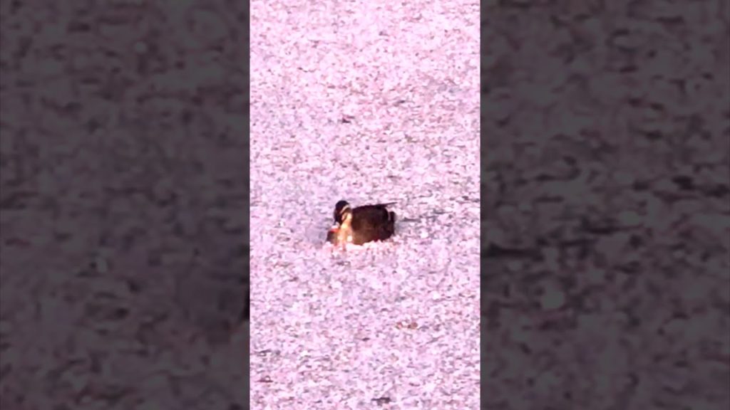 最後にもう1羽増えた…🦆🌸鴨と桜の絨毯(花筏) Duck and Fallen Cherry Blossom Petals On The Water カモ はないかだ 弘前城 #Shorts 最後にもう1羽増えた…🦆🌸鴨と桜の絨毯(花筏) Duck and Fallen Cherry Blossom Petals On The Water カモ はないかだ 弘前城 #Shorts