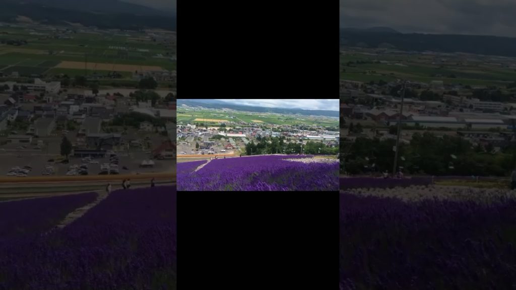 World most beautiful places – Lavenders field in Tomita farm, Furano Hokkaido Japan World most beautiful places - Lavenders field in Tomita farm, Furano Hokkaido Japan