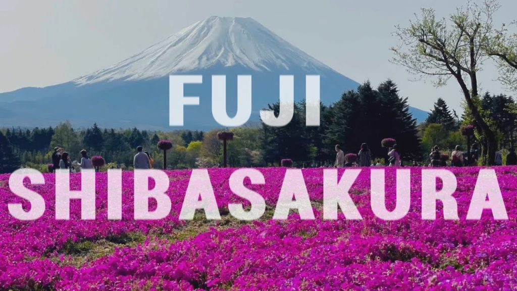 Fuji Shibazakura Festival 2021 [Mt. Fuji ]
