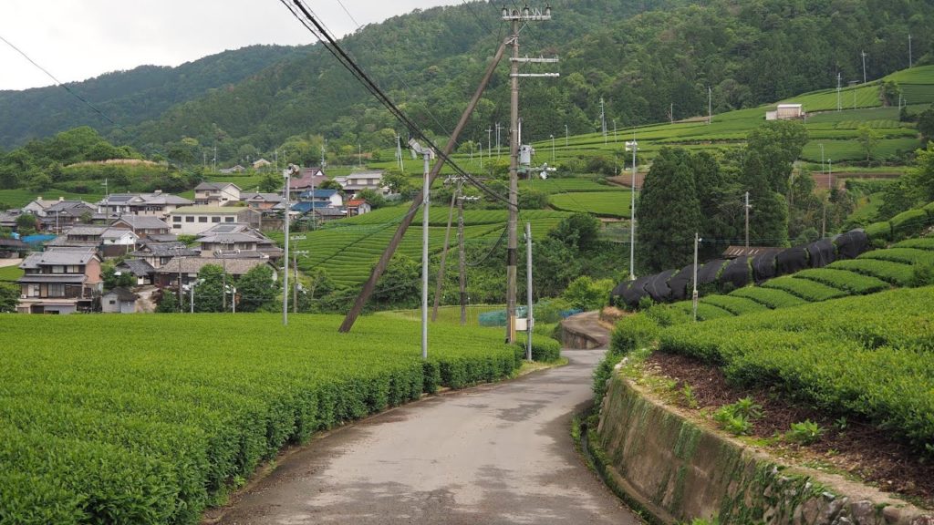 和束町の美しい茶畑集落【京都の田舎散歩・農村風景】（和束町）walking. Tea plantation in Wazuka Town, Kyoto, Japanese Village