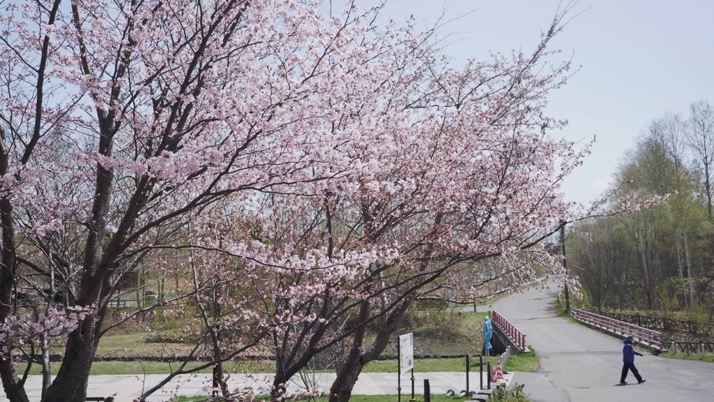 Spring Scenery by OM-Log400 | Olympus OM-D E-M1 Mark II (4K Ultra HD)