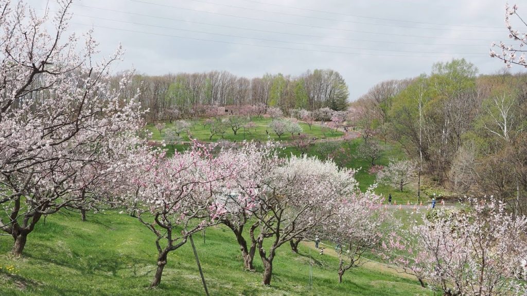 札幌・平岡公園梅林での梅の開花風景 2021 Flowering scenery of Hiraoka Park Plum Grove (4K Ultra HD) 札幌・平岡公園梅林での梅の開花風景 2021 Flowering scenery of Hiraoka Park Plum Grove (4K Ultra HD)