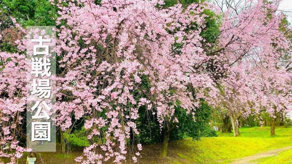 [4K] Japan Walking Tour - Rainy Walk | Cherry Blossom at Kosenjo Park, Nagoya