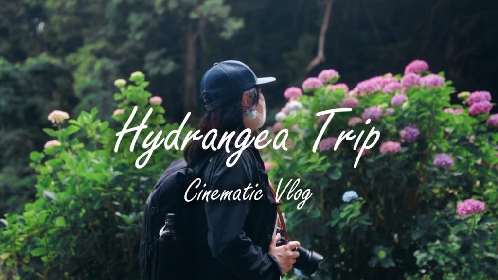 hydrangea trip | Cinematic Vlog with α7iii SONY 24mm f1.4 GM and Black Mist No.5 | Izu Shimoda Japan