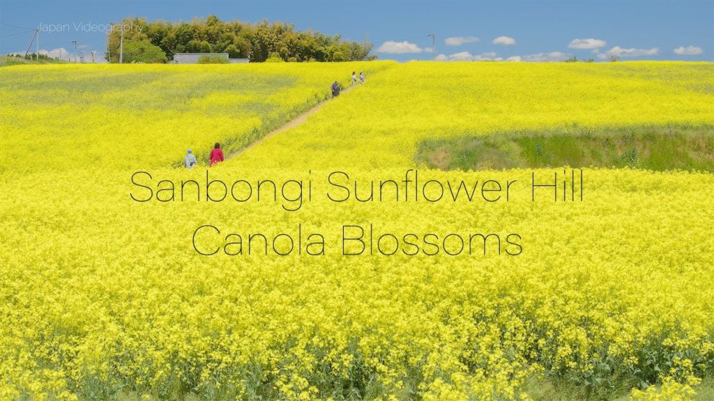 Scenery of Canola Flowers Field like a yellow carpet in Miyagi Japan 大崎市三本木ひまわりの丘で咲く菜の花