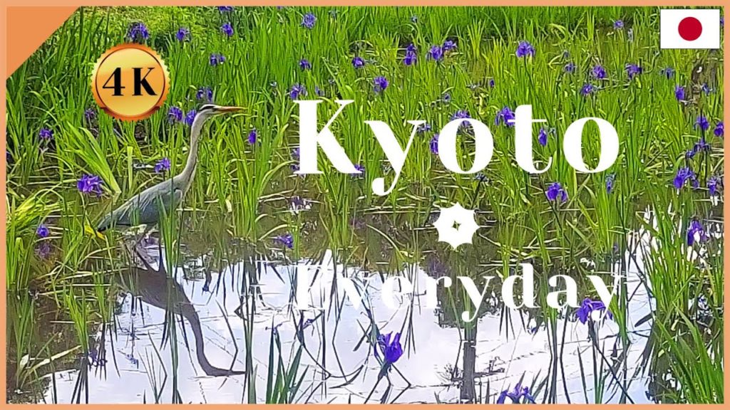 [KYOTO Japan Vlog-5/3/2021] Rabbit Ear Irises in Ota-Jinja Shrine