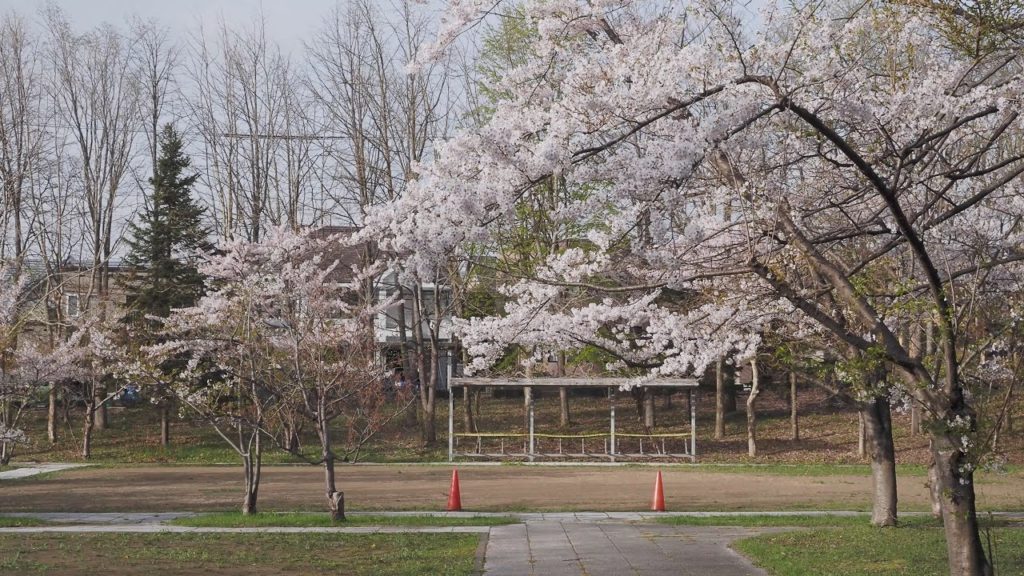 Plum blossoms and cherry blossoms 2021 by OM-Log400 | Olympus OM-D E-M1 Mark II (4K Ultra HD)