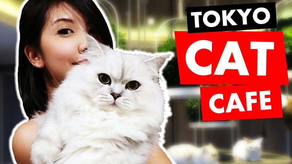 Tokyo's Best Cat Cafe: 5 Tips (Cat Cafe Mocha)
