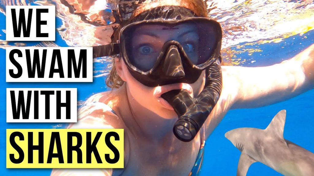 SWIMMING WITH SHARKS in Oahu, Hawaii // Our 9th Anniversary SWIMMING WITH SHARKS in Oahu, Hawaii // Our 9th Anniversary