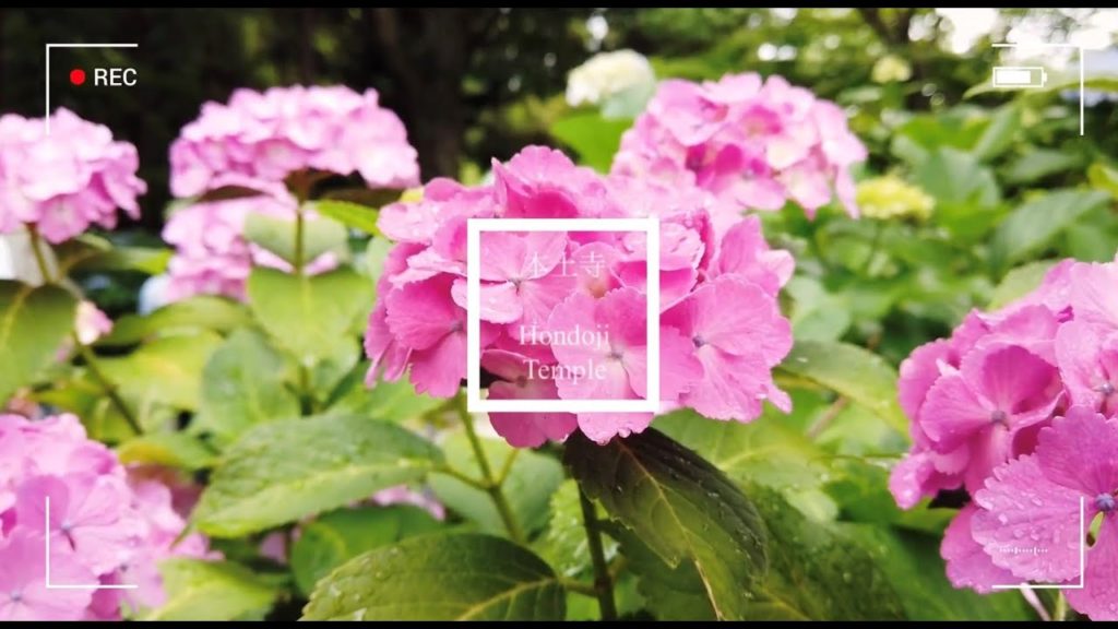 【WJT Online Tour】Part 6：Hondo-ji Temple, Matsudo Chiba